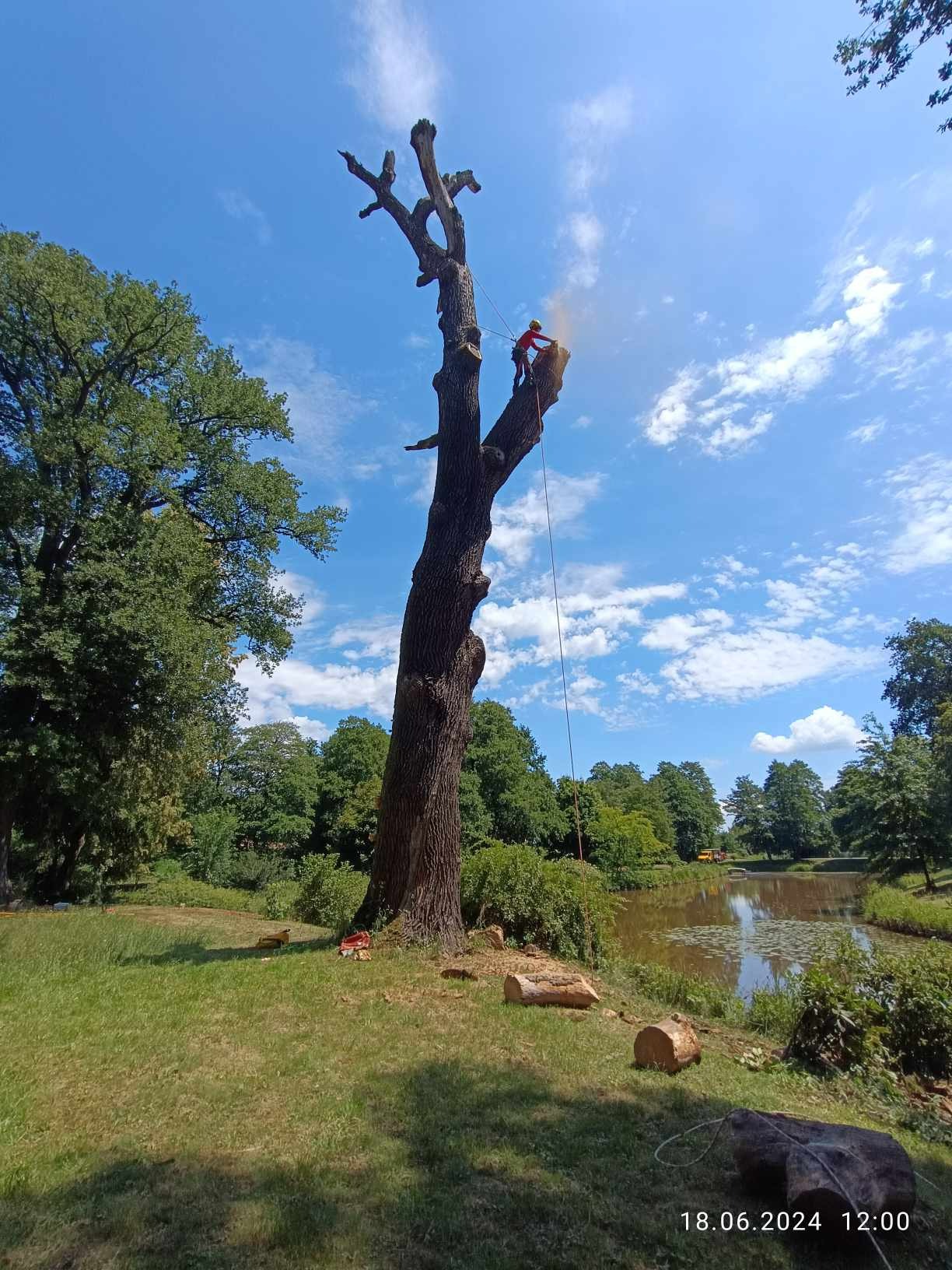 Arborysta w kasku, zabezpieczony linami, przycina górne gałęzie wysokiego drzewa w parku nad stawem, widoczne ścięte pnie na trawie.