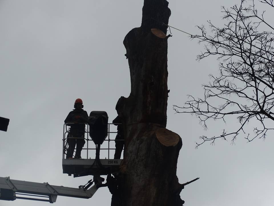 Operator w pomarańczowym kasku na podnośniku koszowym obok ogołoconego pnia drzewa z widocznymi śladami cięcia, zabezpieczonego liną.