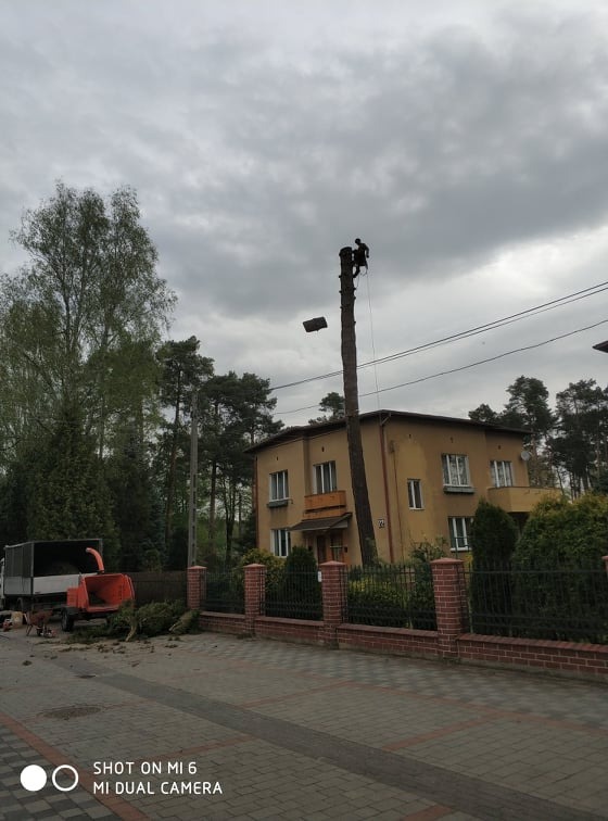 Arborysta na szczycie wysokiego pnia drzewa, zabezpieczony liną, w tle maszyna do rozdrabniania gałęzi i budynek mieszkalny pod pochmurnym niebem.