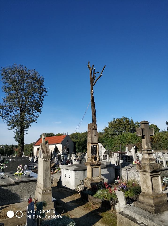 Pień drzewa po obcięciu gałęzi na cmentarzu, widoczne liny zabezpieczające, w tle nagrobki i kaplica z czerwoną dachówką.