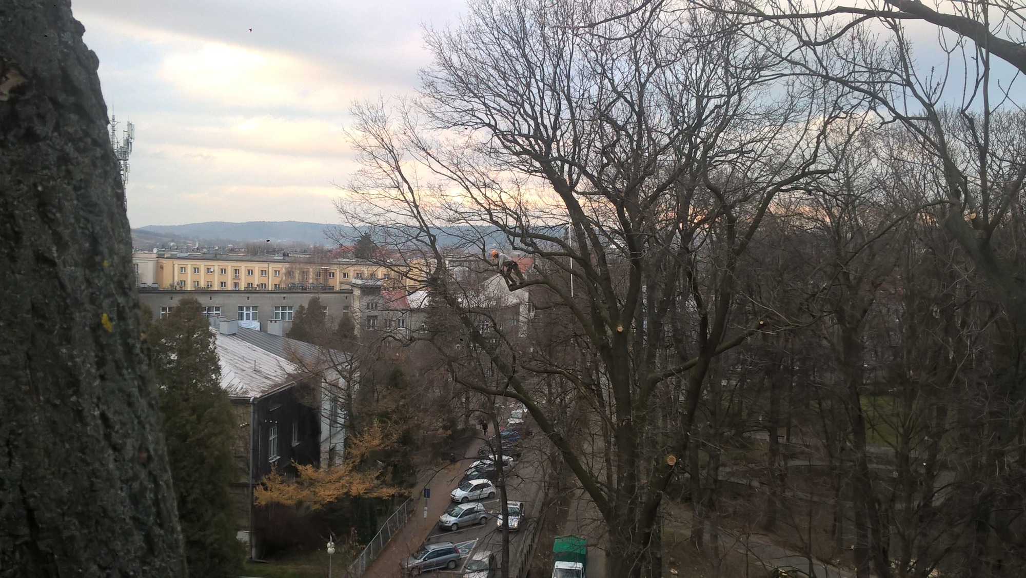 Arborysta w kasku pracuje na wysokości, przycinając gałęzie drzewa w miejskim parku, z widokiem na zabudowę i pagórkowaty krajobraz w tle.