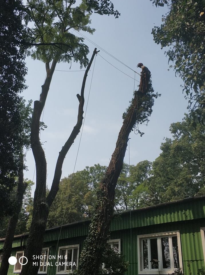 Arborysta na ogołoconym drzewie zabezpieczony linami, przygotowuje się do wycinki, widok z dołu na tle zielonego budynku.