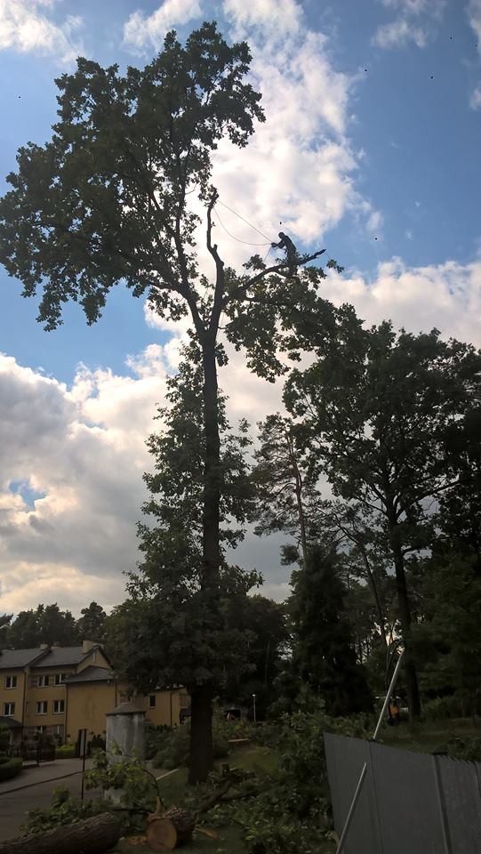 Arborysta w uprzęży, wysoko na drzewie, przywiązany liną, usuwa gałęzie; w tle budynek mieszkalny i błękitne niebo z chmurami.