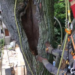 Zabezpieczanie ubytków i ocena stanu witalnego drzew starszych z wykorzystaniem metod alpinistycznych przez wykwalifikowanego arborystę. ogród prywatny , Piaseczno