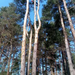 Arborysta w kasku i uprzęży, wysoko na sośnie, zabezpieczony liną, na tle błękitnego nieba i koron drzew.