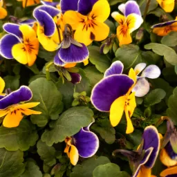 Kwiaty. Kwiaty rabatowe