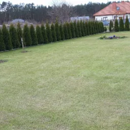 Rozległy trawnik przed domem z r&oacute;wno posadzoną linią tuj, widoczny fragment młodego drzewka i rabata kwiatowa.