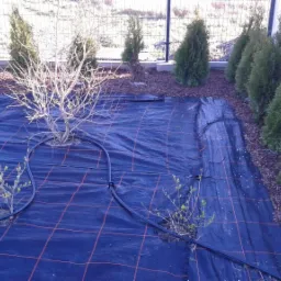 Rozłożona czarna agrowłóknina z czerwoną kratą na ziemi w ogrodzie, młode rośliny wystające z otworów, obok rząd tuj i kora, widoczny system nawadniania.