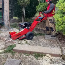 Mężczyzna w kasku i ochronnikach słuchu obsługuje frezarkę do pni drzew marki Cedrus, w tle zadbany ogród z kulistymi krzewami.
