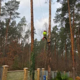 Arborysta w uprzęży, wspina się na wysokie drzewo w gęstym lesie, zabezpieczony linami, z widoczną zieloną roślinnością na pniu, w tle ogrodzenie z cegły.