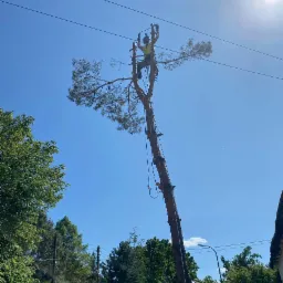 Arborysta w kasku i uprzęży na szczycie wysokiej sosny, przycinający gałęzie piłą łańcuchową, z widocznymi przewodami elektrycznymi w tle.