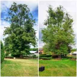 Porównanie drzewa przed i po zabiegach pielęgnacyjnych: po lewej stronie drzewo z obfitym ulistnieniem pod błękitnym niebem, po prawej stronie to samo drzewo po usunięciu części gałęzi i jemioły...