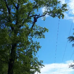 Pracownik w uprzęży na wysokim drzewie z zielonymi liśćmi, na tle błękitnego nieba z chmurami, widoczne liny i sprzęt asekuracyjny.