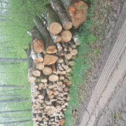 Stos pociętych kloców drewna ułożonych wzdłuż leśnej drogi z wyraźnymi śladami opon, niektóre z pomarańczowymi oznaczeniami.