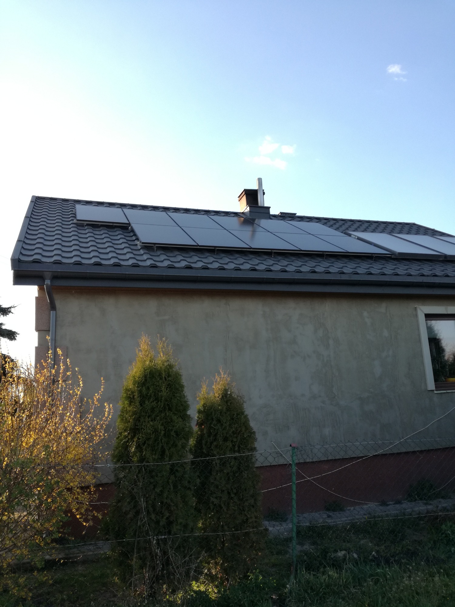 Panele fotowoltaiczne zamontowane na dachu domu jednorodzinnego z szarej dachówki, widoczne dwie małe tuje i krzew z żółtymi kwiatami.