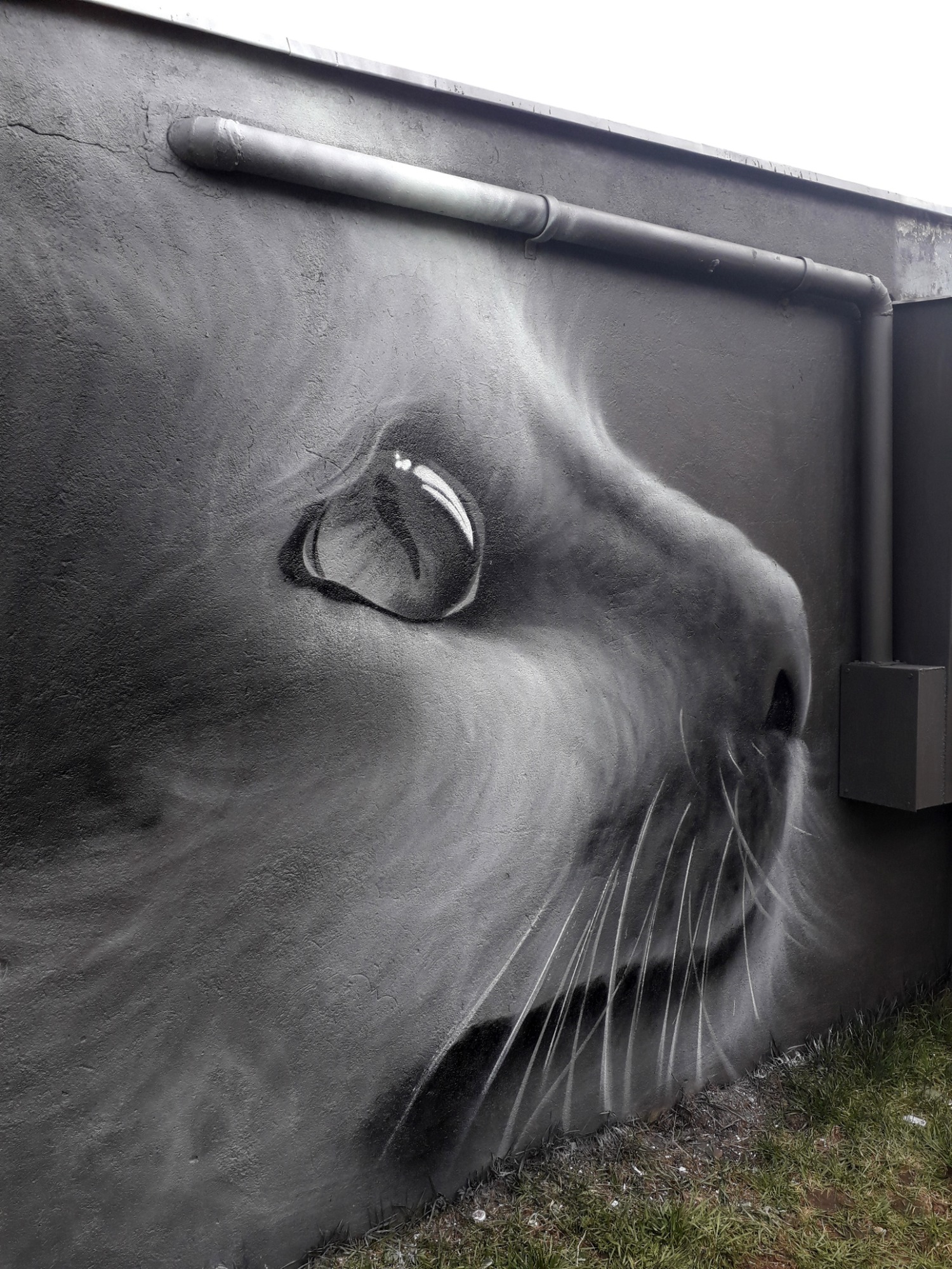 Czarno-biały mural przedstawiający profil kota na szarej ścianie zewnętrznej, z widocznymi rurami i zieloną trawą u dołu.