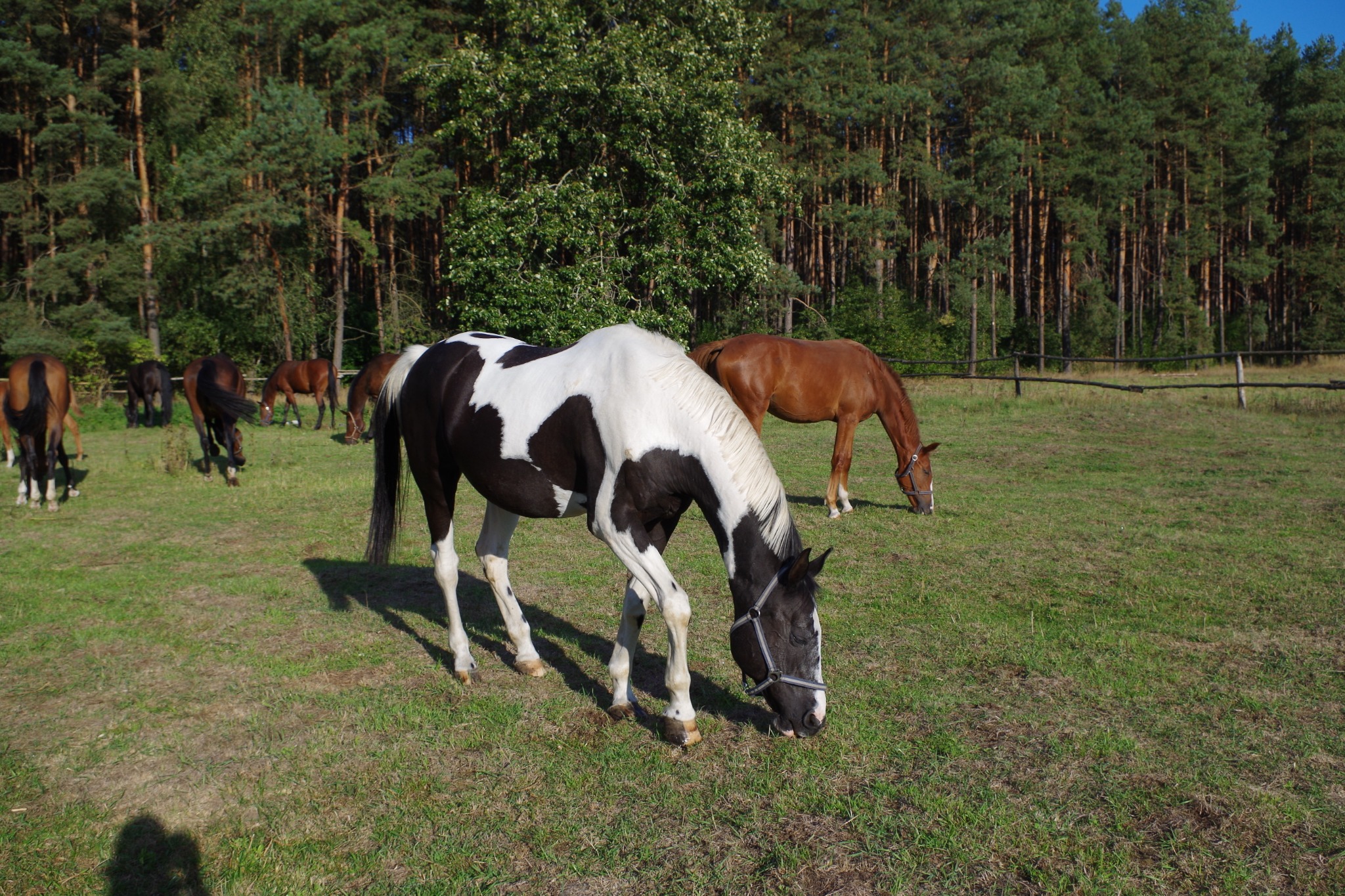 Stado koni na zielonym pastwisku z lasem w tle, jeden koń jest czarno-biały i ma na sobie uzdę.