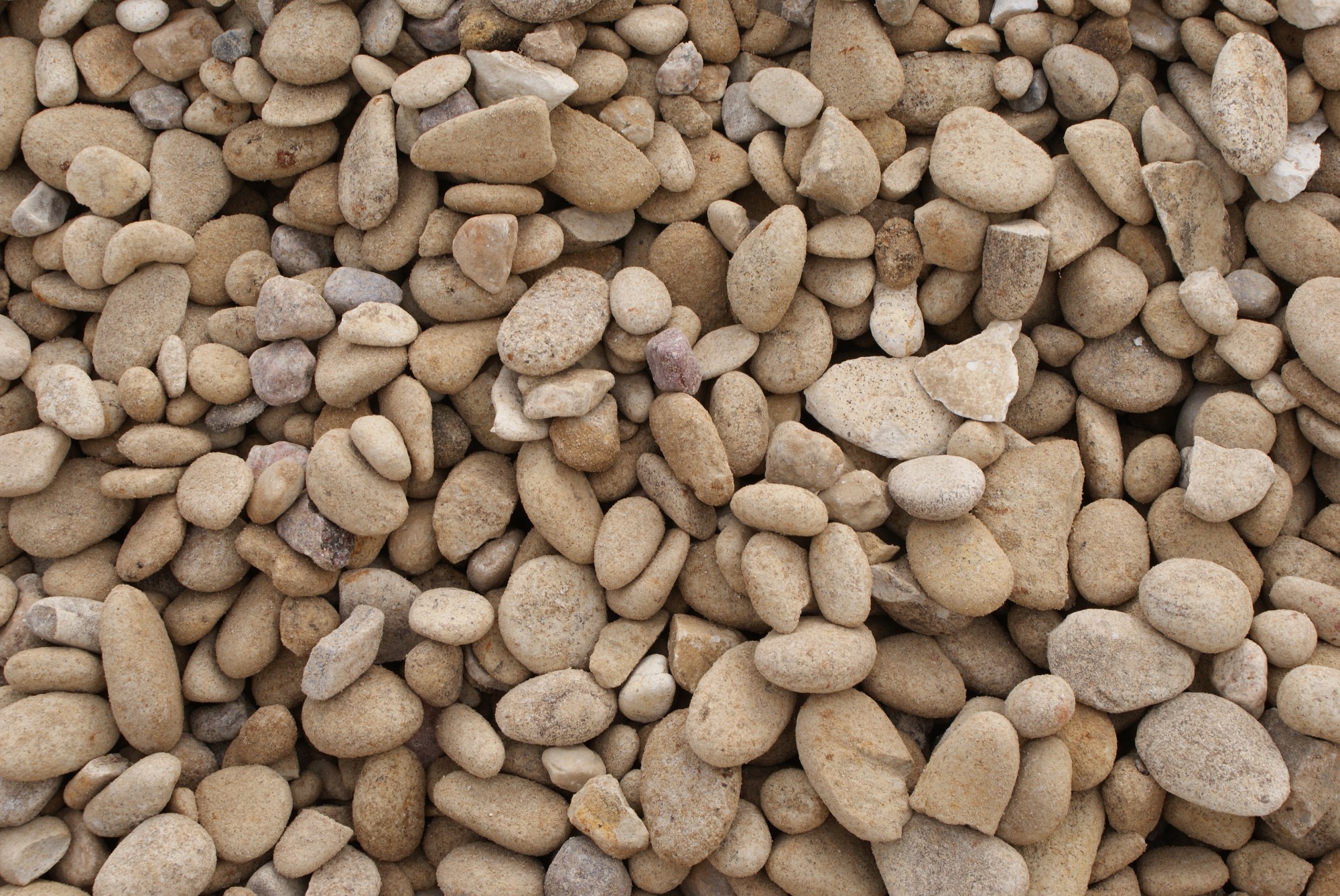 Kremowe, otoczone piaskiem kamienie o różnych kształtach i rozmiarach, wypełniające całą klatkę, z jednym fioletowym kamieniem pośrodku.