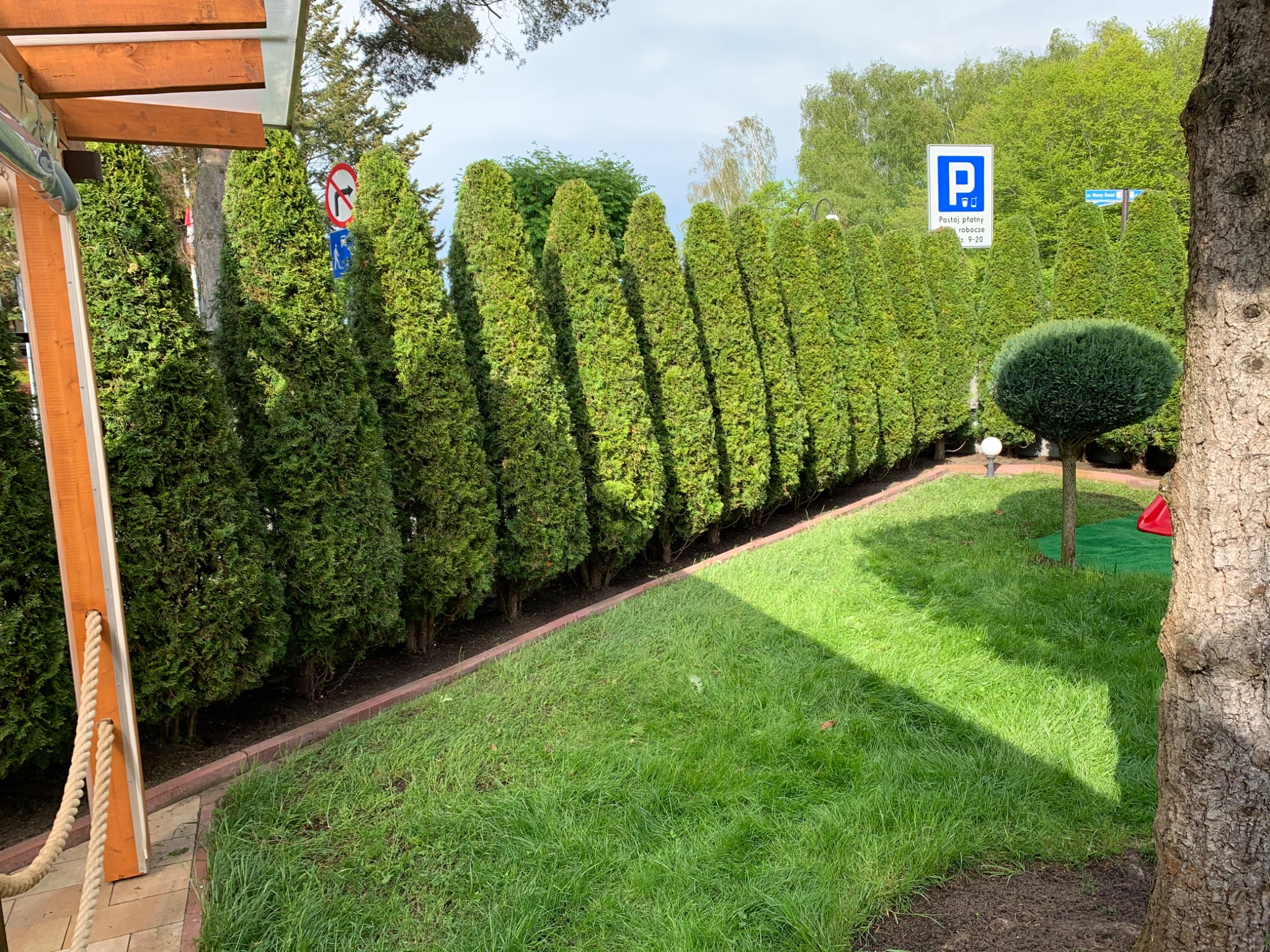 Równy szpaler strzyżonych, stożkowych tuj oddzielający trawnik od ulicy, z widocznymi znakami drogowymi i starannie przystrzyżonym trawnikiem.