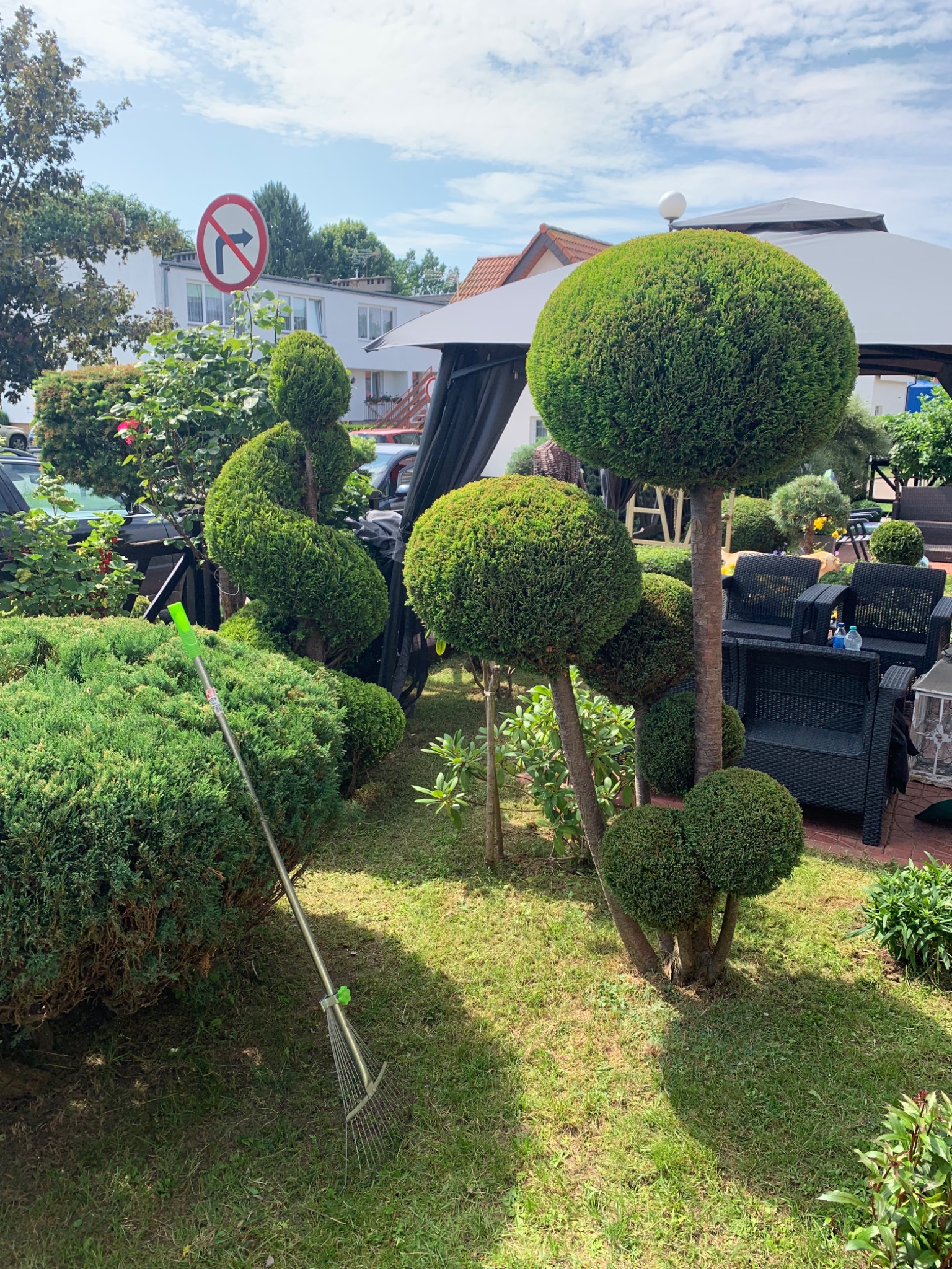 Ogród z ozdobnymi krzewami formowanymi w kule i spiralę, z grabiami opartymi o krzew, na trawniku, w tle altana i budynki.