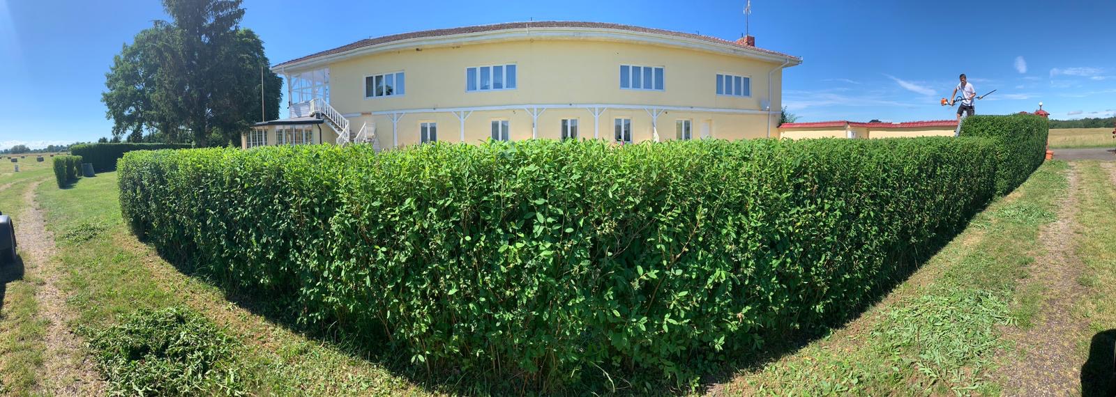 Panorama długiego, równo przyciętego żywopłotu przed żółtym budynkiem; mężczyzna na drabinie z elektrycznymi nożycami do żywopłotu kontynuuje prace.