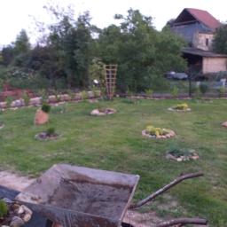 Firma prywatna - Przygotowanie ogrodu z widoczną starą taczką na pierwszym planie, świeżo posadzone rośliny otoczone kamieniami na trawniku, w tle budynek gospodarczy i drzewa.