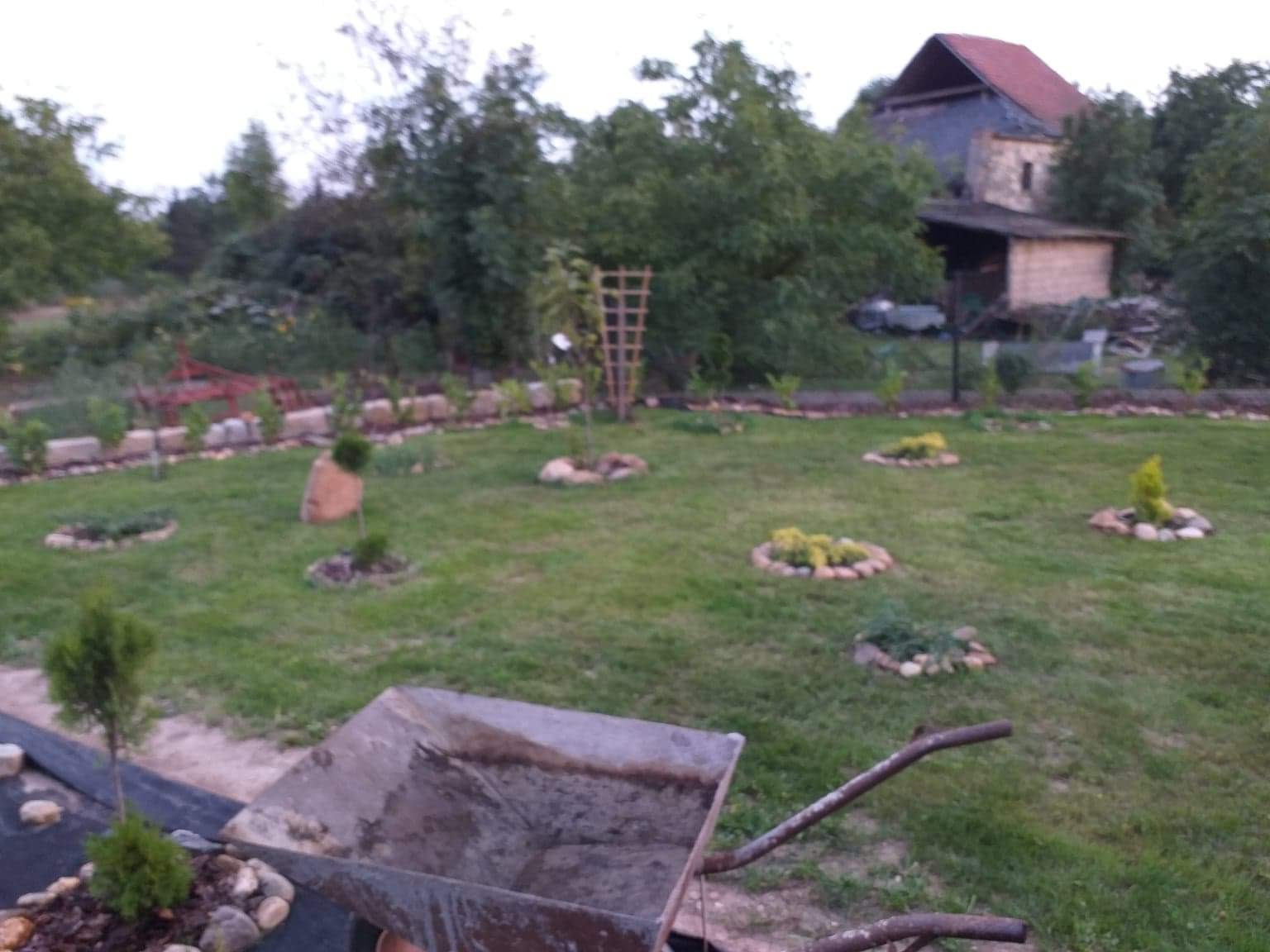 Przygotowanie ogrodu z widoczną starą taczką na pierwszym planie, świeżo posadzone rośliny otoczone kamieniami na trawniku, w tle budynek gospodarczy i drzewa.