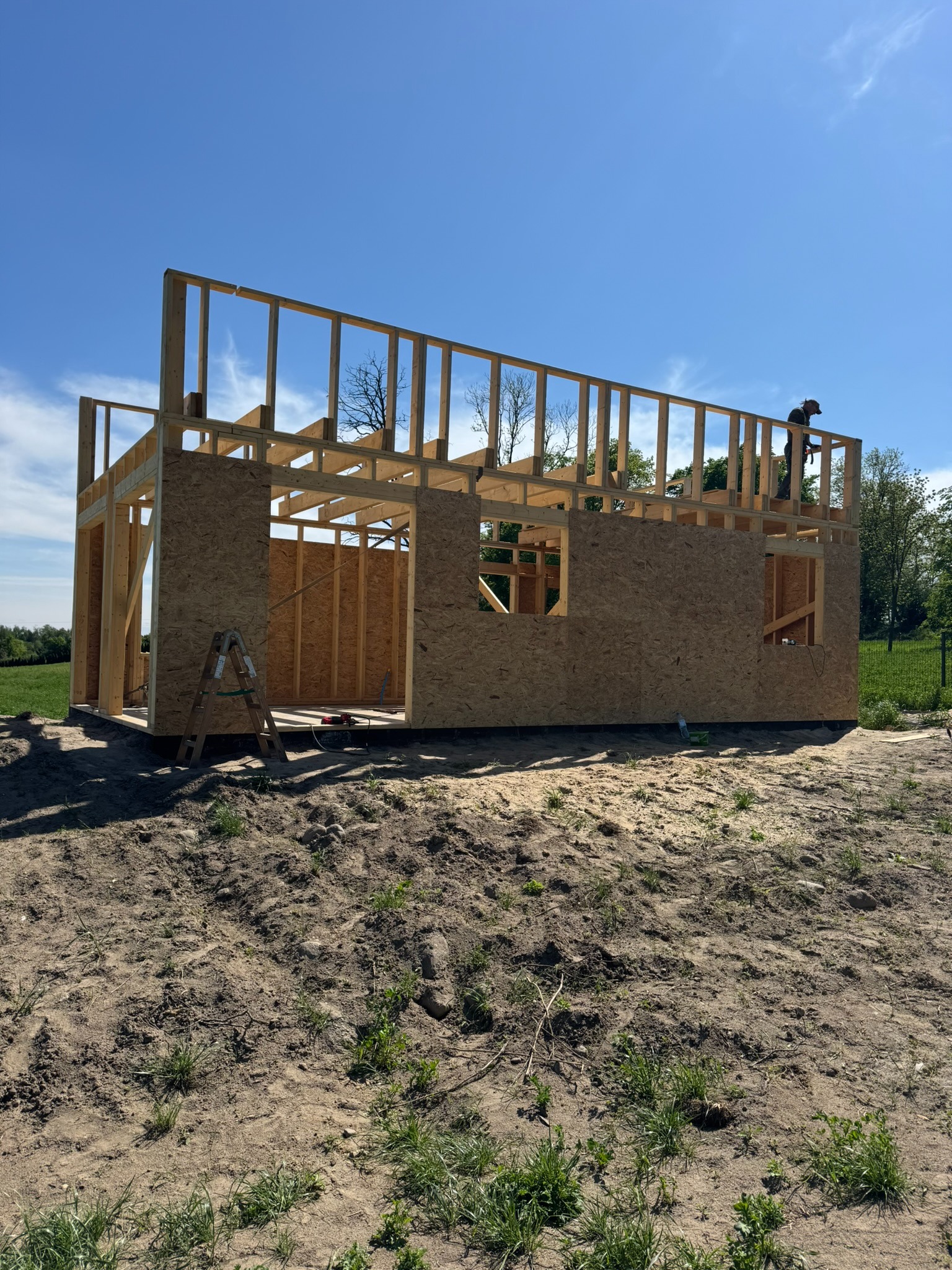 Wznoszenie konstrukcji domu z drewna: szkielet z płyt OSB, drabina oparta o ścianę, pracownik na dachu, błękitne niebo w tle. Etap budowy w słoneczny dzień.