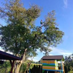 Arborysta w kasku, zabezpieczony linami, przycina gałęzie dużego drzewa w ogrodzie, w tle kolorowy domek dla dzieci na podeście.