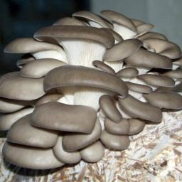 Boczniak czyli wegetariański kotlet.
Oferujemy różnorodność.
Polski producent.