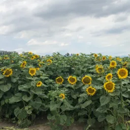 Pole słonecznika na Słowacji