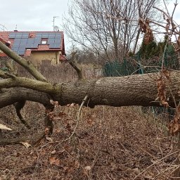 Pielęgnacja ogrodów Łódź 10