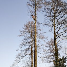 Pielęgnacja ogrodów Łódź 14