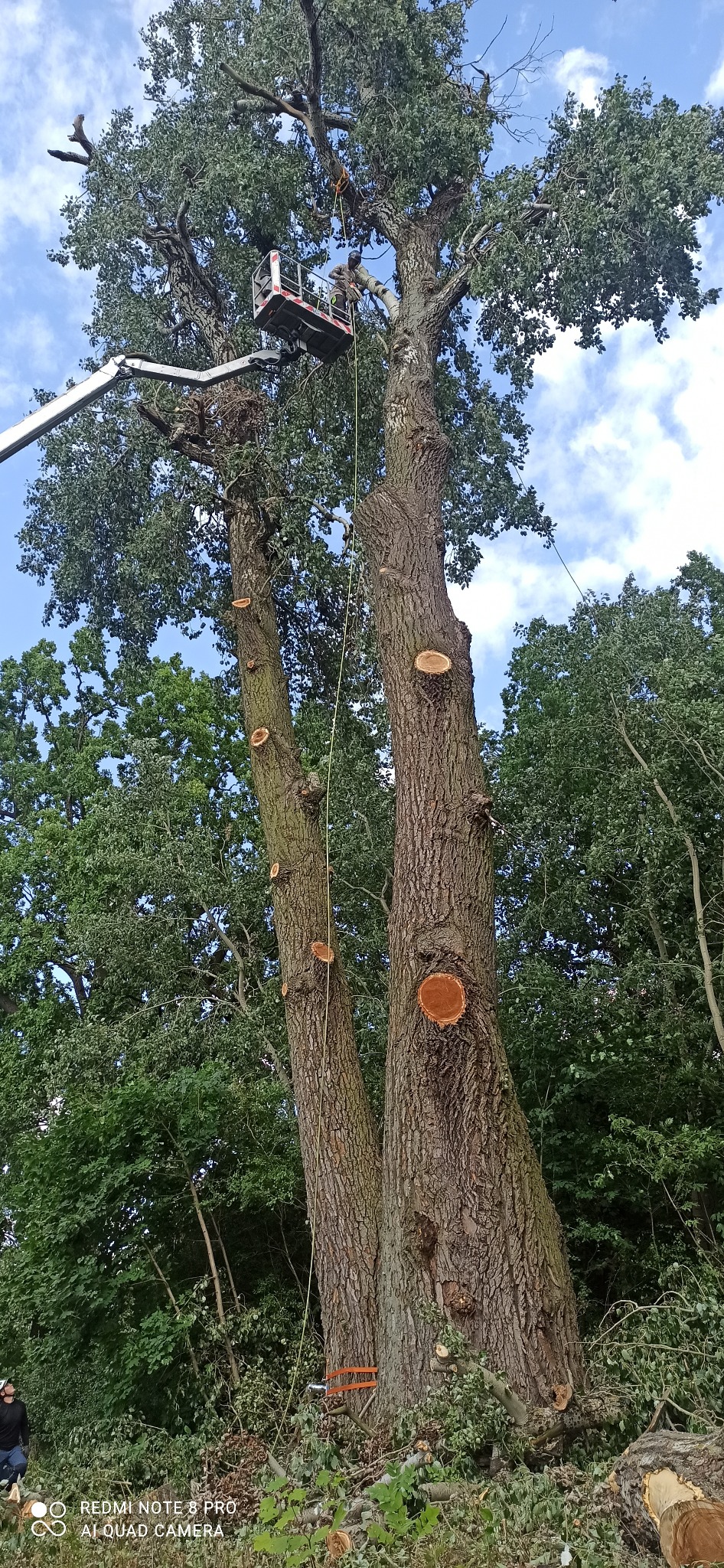 Pracownik w koszu podnośnika obcina gałęzie wysokiego drzewa, widoczne liczne miejsca cięć na pniu, lina zabezpieczająca i rozłożone gałęzie na ziemi.