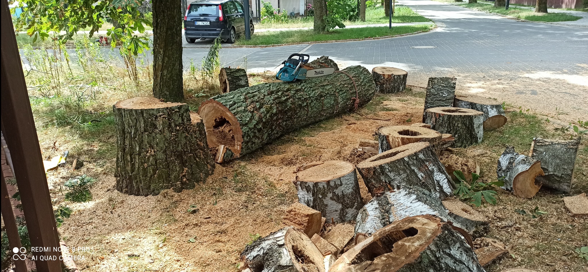 Świeżo ścięte, rozczłonkowane drzewo leżące na trawie, obok pniaki, piła łańcuchowa Makita na pniu, w tle ulica i zaparkowany samochód.