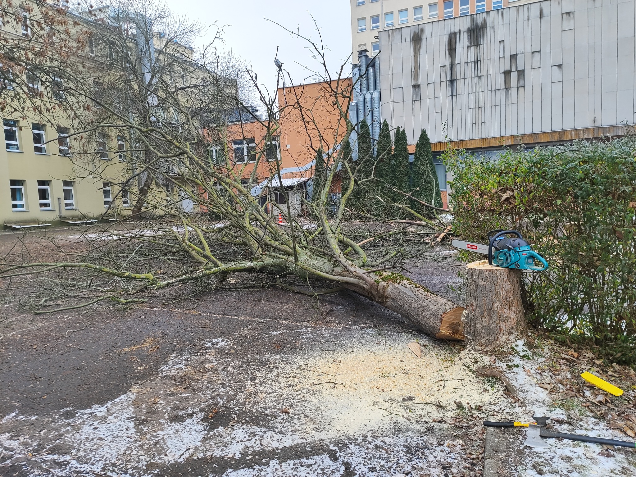 Ścięte drzewo leżące na ziemi obok pnia z piłą łańcuchową na wierzchu, w tle budynki i krzewy.