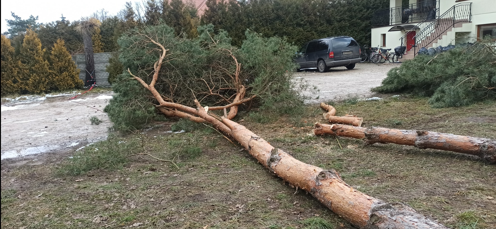 Świeżo ścięta sosna leżąca na trawie, z widocznymi odciętymi fragmentami pnia, w tle zaparkowany van i dom z czerwonymi drzwiami.
