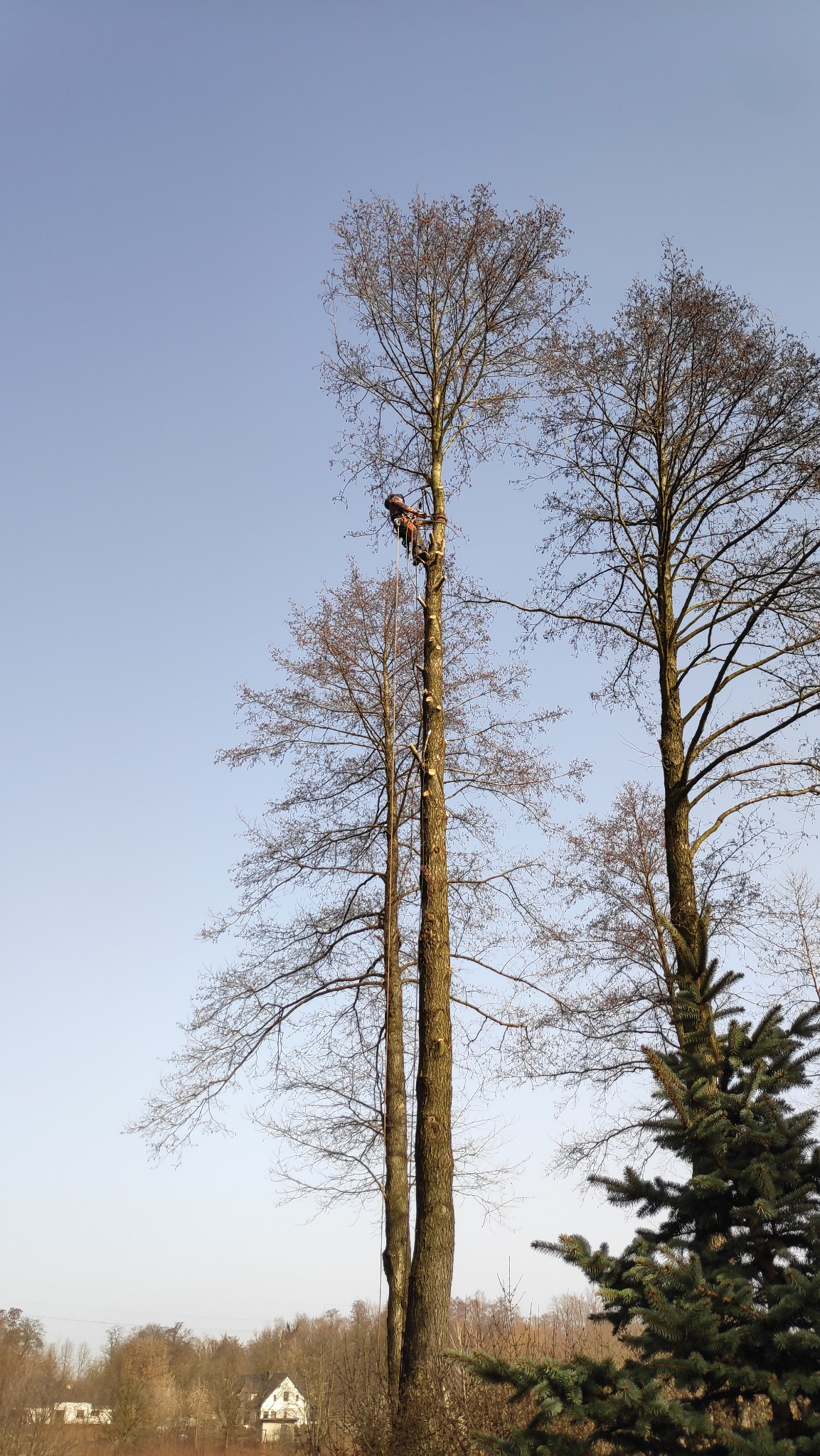 Arborysta zabezpieczony linami, w trakcie wycinki gałęzi wysokiego drzewa liściastego bez liści, z widocznymi śladami wcześniejszych cięć na pniu, na tle błękitnego nieba i zabudowań w oddali.