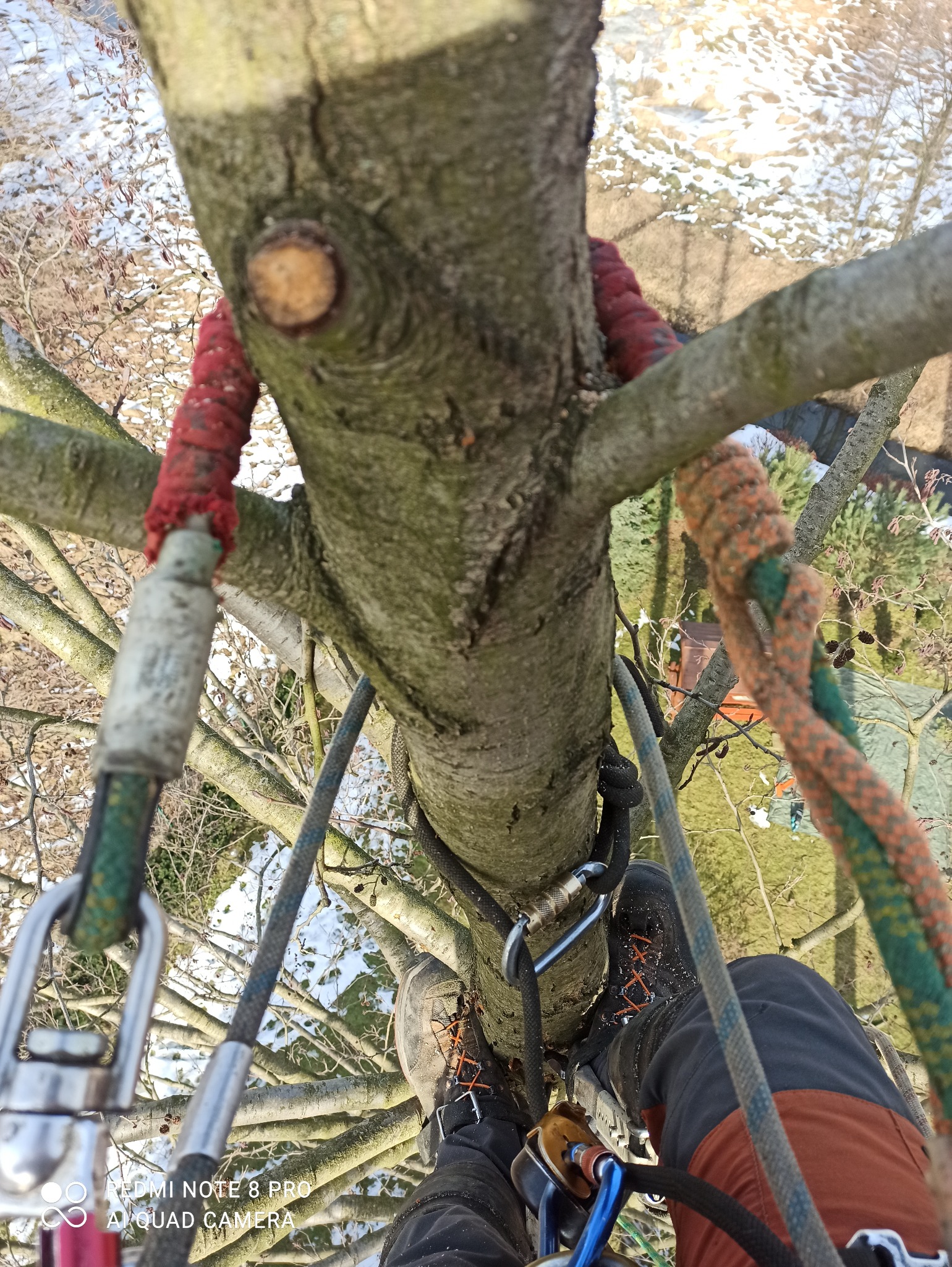 Widok z góry na drzewo zabezpieczone linami i sprzętem alpinistycznym, z widocznymi nogami pracownika w butach roboczych i elementami uprzęży, na tle ośnieżonego krajobrazu.