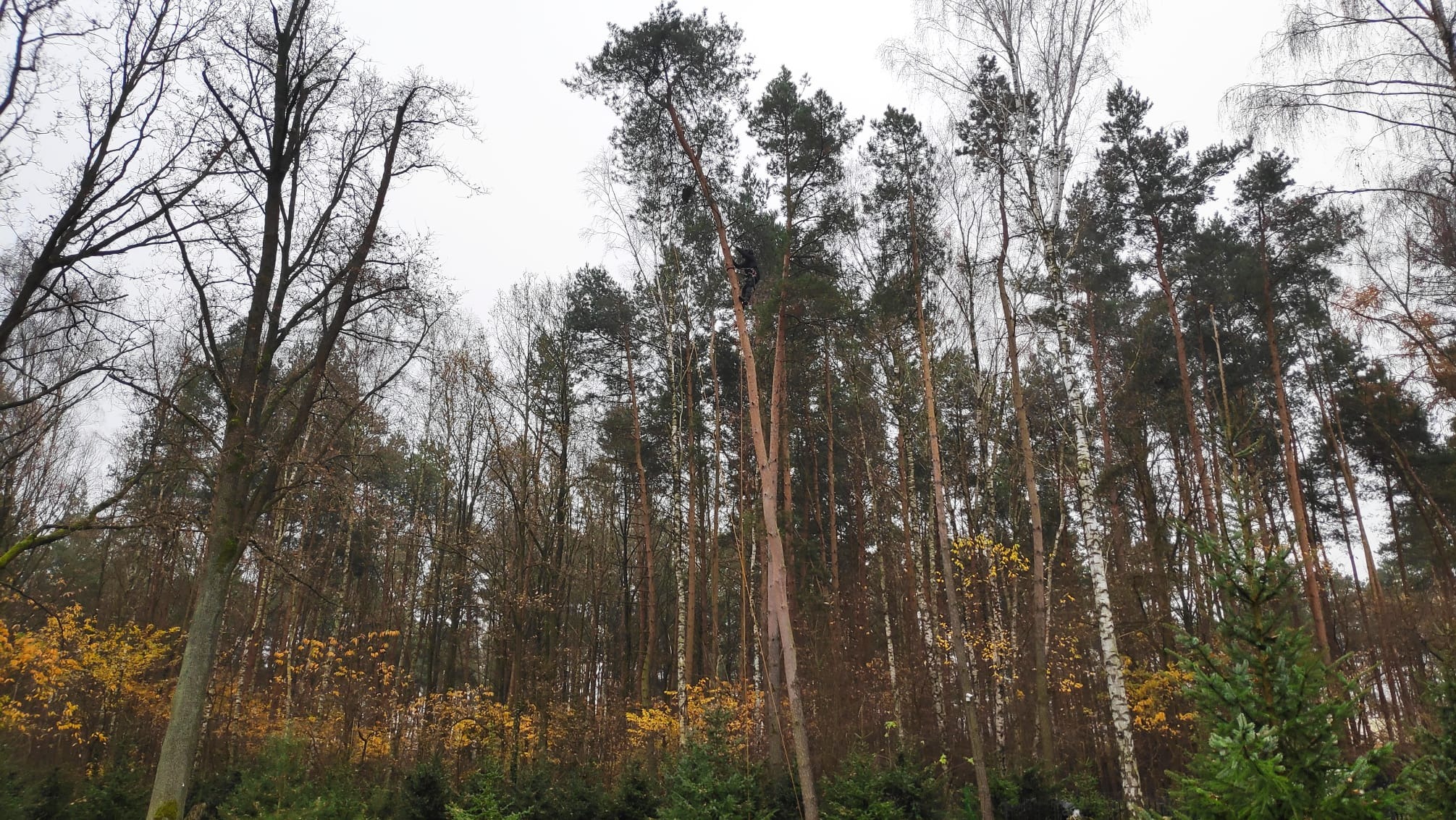 Pracownik na linie podczas wycinki gałęzi wysokiego drzewa iglastego w lesie mieszanym, widok z dołu na tle pochmurnego nieba.