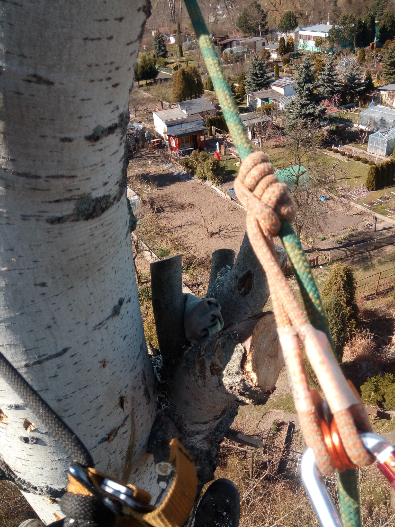 Widok z góry na drzewo z odciętymi gałęziami, zabezpieczone linami i karabińczykami, w tle działki i zabudowania.