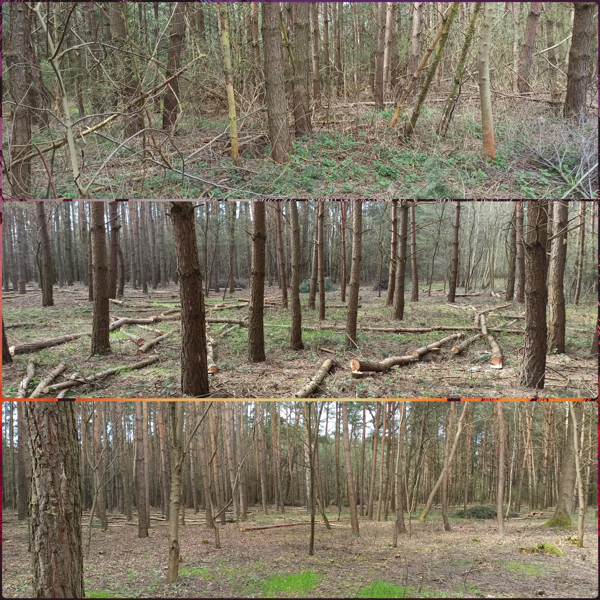 Widok lasu po wycince drzew w Łodzi, pnie i gałęzie leżą na ziemi, pozostawione wysokie drzewa.