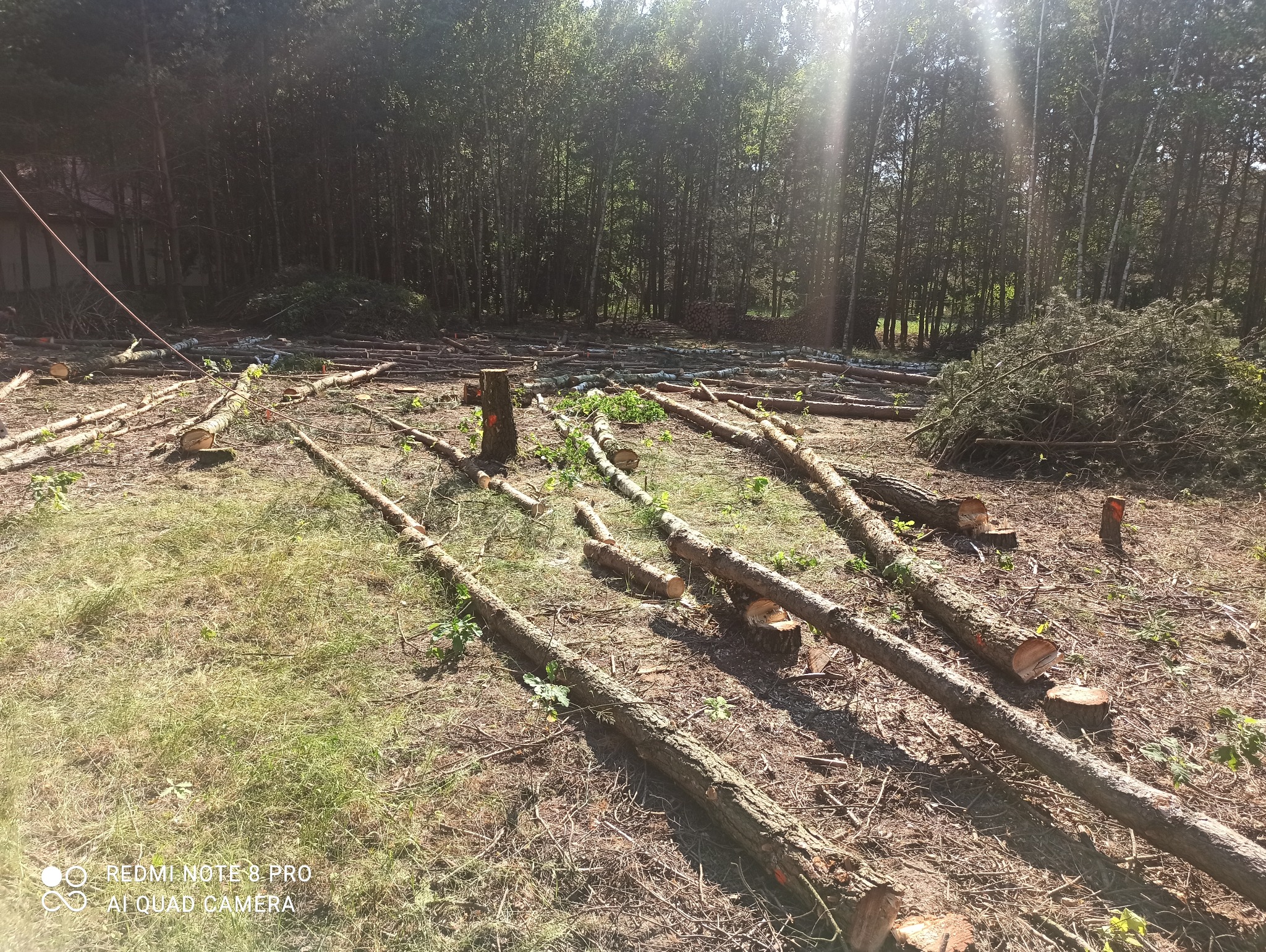Teren po wycince drzew w Łodzi, z pociętymi pniami i gałęziami na trawiastym podłożu, w tle widoczny las.