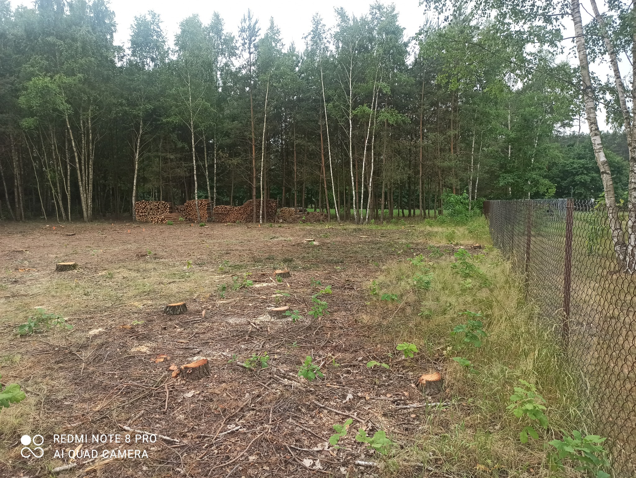 Widok na teren po wycince drzew, z widocznymi pniakami, stosem pociętego drewna w tle oraz fragmentem ogrodzenia z siatki.