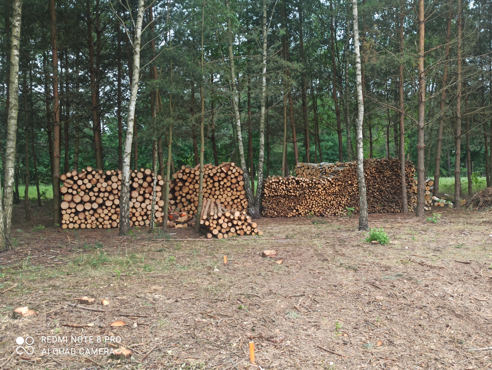 Stosy pociętego drewna ułożone w lesie, widoczne pnie drzew i ścięte gałęzie na ziemi.