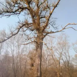 Wysoki pień drzewa z obciętymi gałęziami na tle lasu wczesną wiosną, świeżo ścięte pnie w dolnej części kadru.