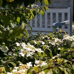 Kwitnący krzew kaliny koralowej przed jasnoszarą, drewnianą ławką ogrodową i płotem z desek w tle.