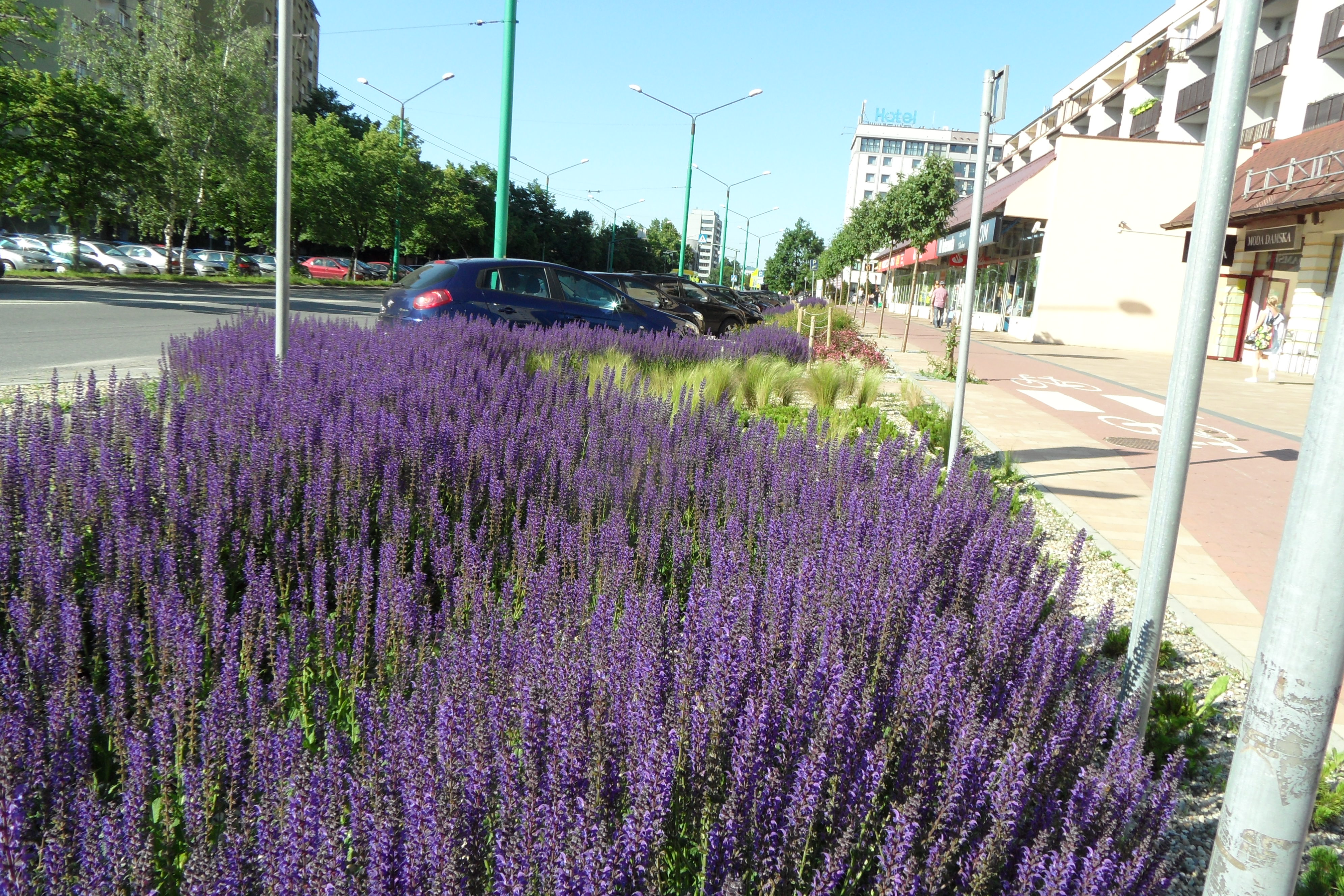 Kwitnąca rabata z szałwii omszonej wzdłuż chodnika i ulicy w mieście, z zaparkowanymi samochodami i budynkami w tle.
