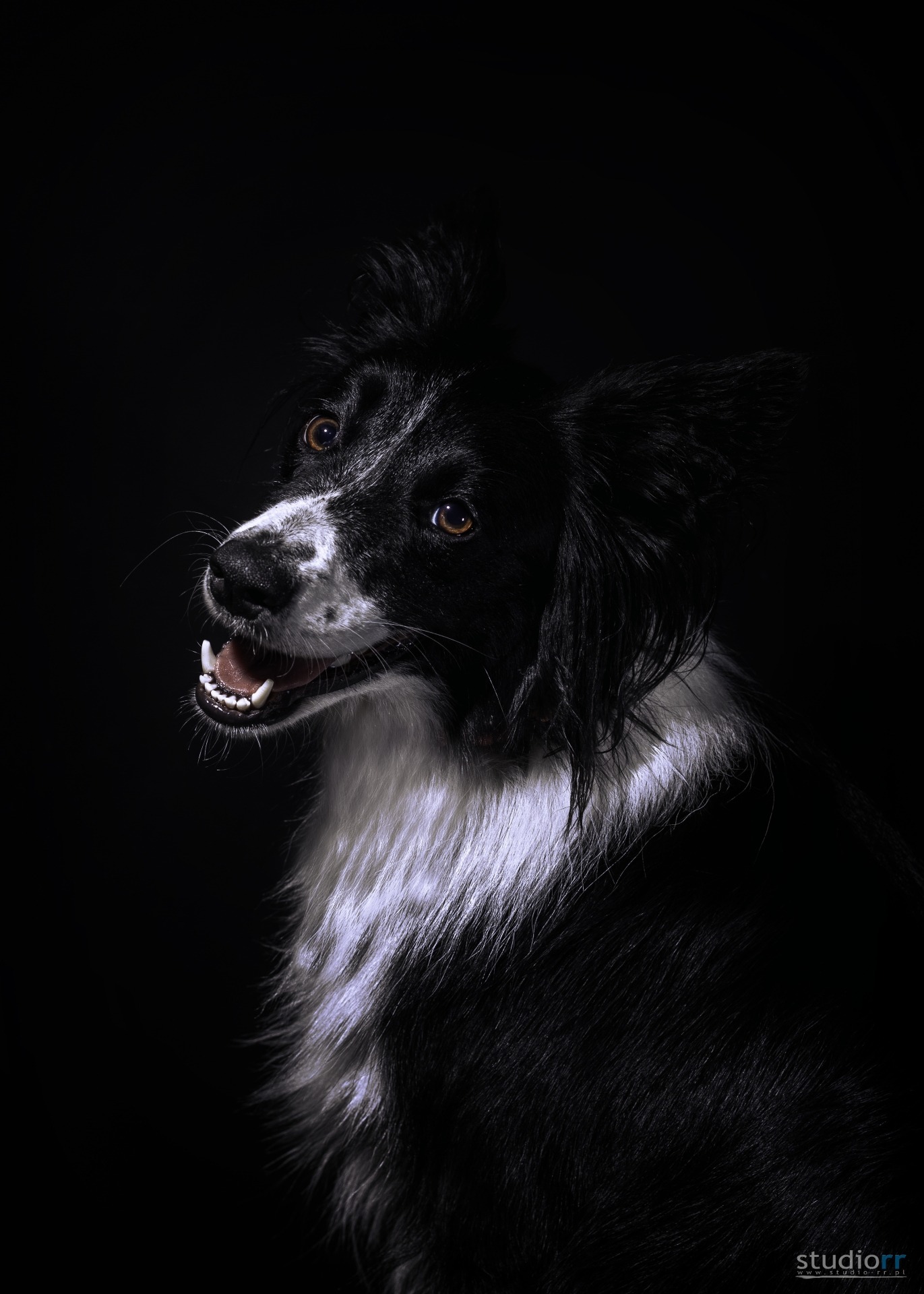 Portret psa rasy Border Collie z otwartym pyskiem i błyszczącymi oczami na ciemnym tle.