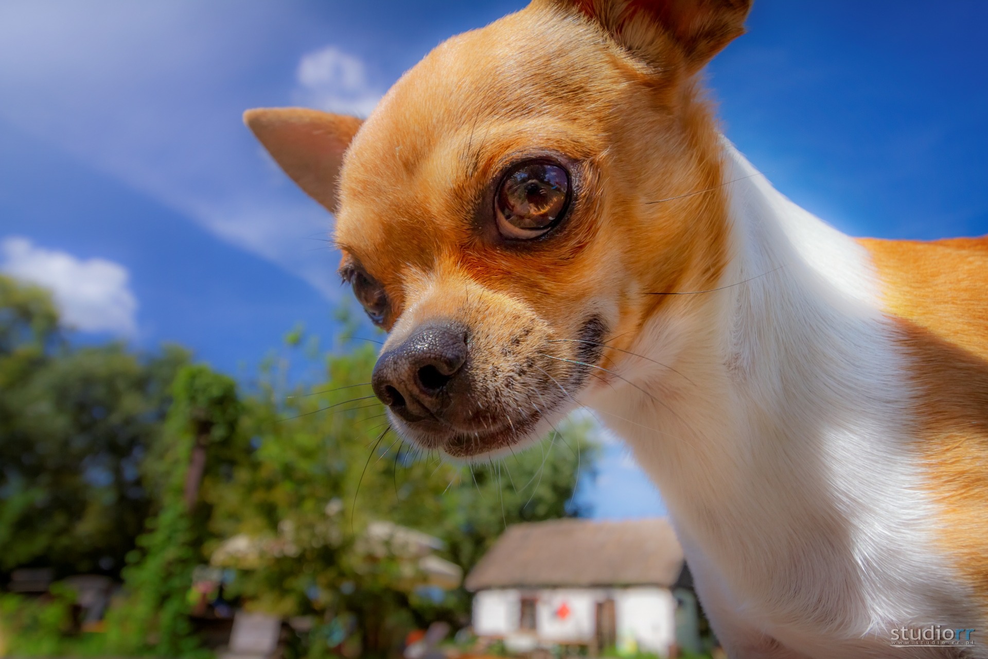Portret z bliska małej, rudej i białej chihuahua z dużymi, ciemnymi oczami, patrzącej w dół, na tle błękitnego nieba i małego domku.